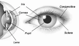 cornea